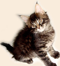      Catsvill County